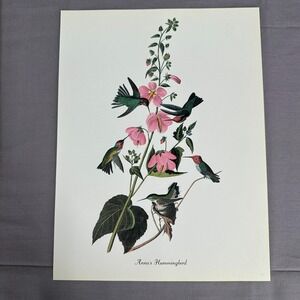 1950 Vintage Annas Hummingbird Print  American Bird Art Illustration Audubon